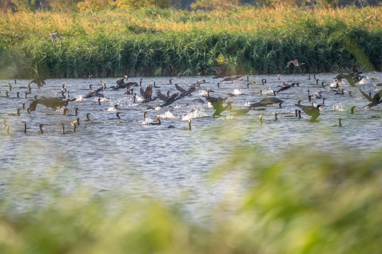 opvliegende-vogels-water-c-provincie-flevoland-6 opvliegende vogels water c provincie flevoland