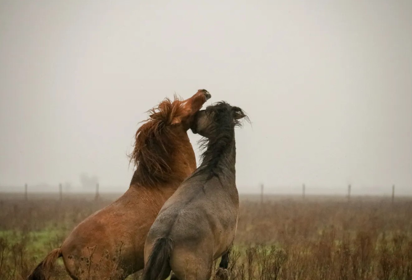 Paarden 1 Grote grazers