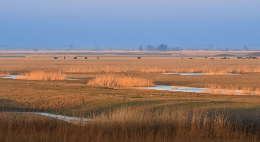 Nationaal Park Nieuw Land Oostvaardersplassen