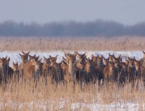 WILDAVOND OP 1 NOVEMBER