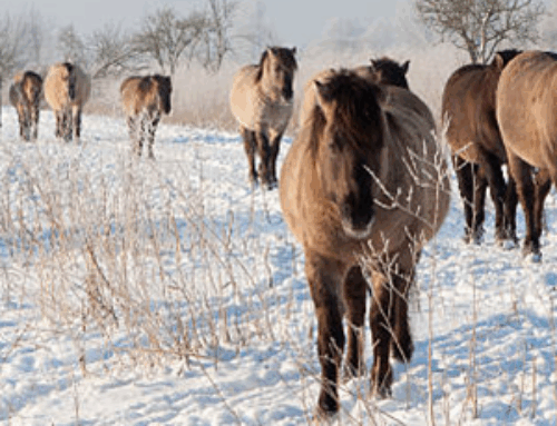 KERSTBORRELARRANGEMENTEN BIJ DE OOSTVAARDERS
