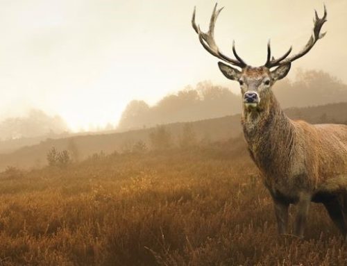WILDAVOND OP 31 OKTOBER